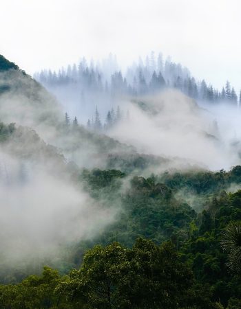 mountains, trees, forest-8292685.jpg